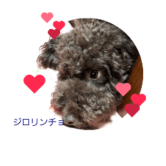 [LINEスタンプ] Toy Poodlecopi