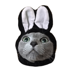 [LINEスタンプ] Cat.Russian Blue,Abyssinian