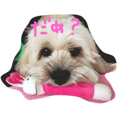 [LINEスタンプ] シーダックス犬りょうまのスタンプ