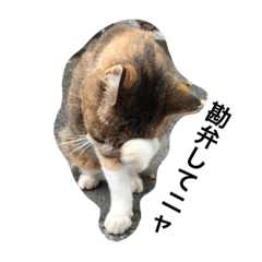 [LINEスタンプ] ねこのタマ2