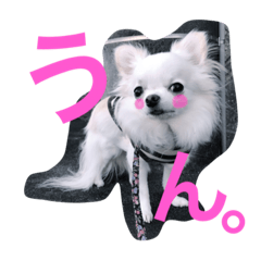 [LINEスタンプ] しろちわわん