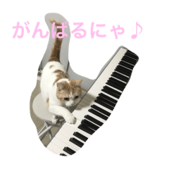 [LINEスタンプ] 猫ピアニストの画像（メイン）