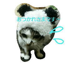 [LINEスタンプ] あにゃ 猫