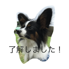 [LINEスタンプ] パピヨンルッツの独り言