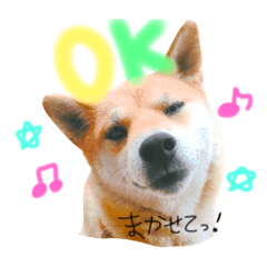 [LINEスタンプ] 柴犬かわいい