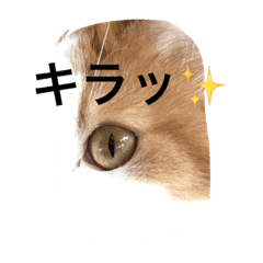 [LINEスタンプ] にゃんたろうくん