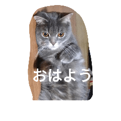 [LINEスタンプ] Buri