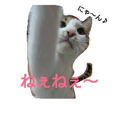 [LINEスタンプ] にゃんこ日常スタンプ