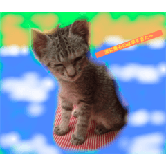 [LINEスタンプ] nekojarasi