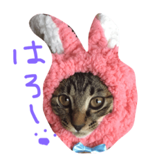 [LINEスタンプ] きょうのジンベエ