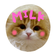 [LINEスタンプ] スコティッシュのMILKくん
