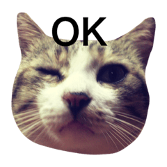 [LINEスタンプ] 猫のちび2017スタンプ