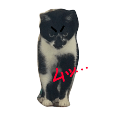 [LINEスタンプ] にゃんこハウス