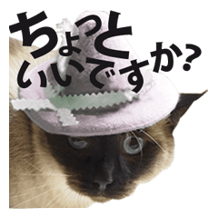 [LINEスタンプ] Siamese cat, Emily stickers