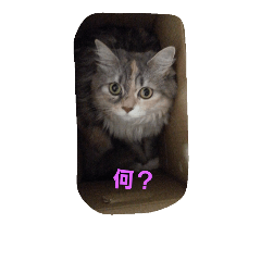 [LINEスタンプ] play me