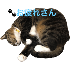 [LINEスタンプ] tenten daily life