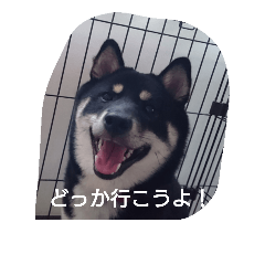 [LINEスタンプ] 黒柴犬スタンプ