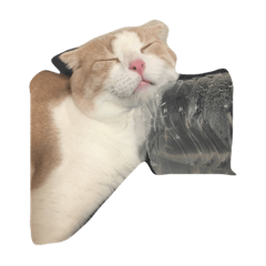 [LINEスタンプ] 家の猫ちゃんたちの日常をスタンプに！