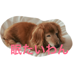 [LINEスタンプ] 愛棒犬ティアラの一日