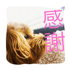 [LINEスタンプ] ペット'Olina'マルプ-の生活