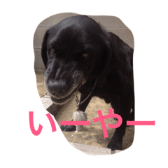 [LINEスタンプ] くろラブ