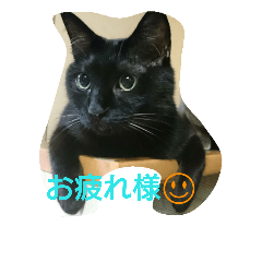 [LINEスタンプ] にゃーざんまい