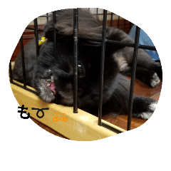 [LINEスタンプ] kuro pekini-zu