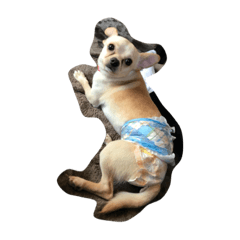 [LINEスタンプ] 我が家のロイくん