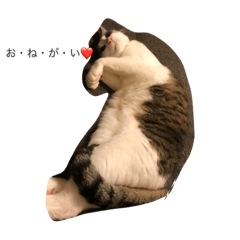 [LINEスタンプ] ねこ挨拶