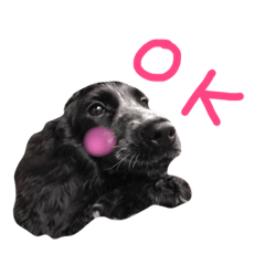 [LINEスタンプ] イングリッシュコッカースパニエルのもずく