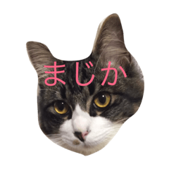 [LINEスタンプ] 実家の猫
