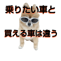 [LINEスタンプ] ポメラニアンDuffy辛口格言2(黒と赤その16)