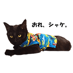 [LINEスタンプ] 黒猫 シャケ