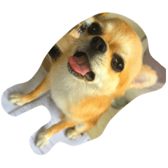 [LINEスタンプ] ぽんこpart1