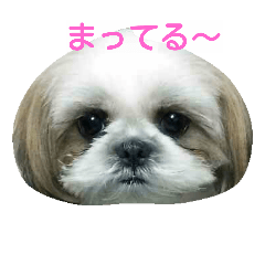 [LINEスタンプ] Shih Tzu  dogの画像（メイン）