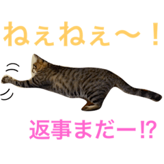 [LINEスタンプ] うちの子ねこスタンプ