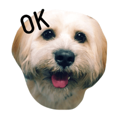 [LINEスタンプ] ミックス犬りょうまの日常スタンプ