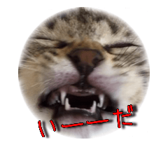 [LINEスタンプ] 保護猫とろろと仲間たち