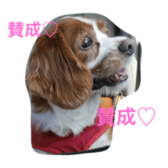 [LINEスタンプ] キャバリア_チャッピー