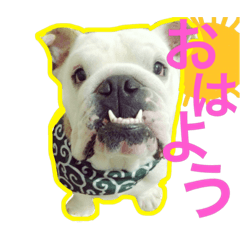 [LINEスタンプ] ブルドッグのボブくん