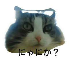 [LINEスタンプ] みゅうこ