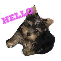 [LINEスタンプ] ヨーキーのCoCoスタンプ