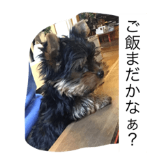 [LINEスタンプ] ワン！犬！たっぷり24個！