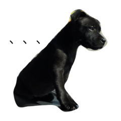 [LINEスタンプ] staffy  ethan