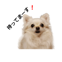 [LINEスタンプ] Lovely Chihuahua chiro