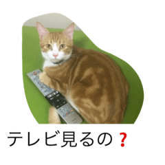 [LINEスタンプ] kojitora