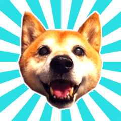 [LINEスタンプ] 柴犬 虎太郎スタンプ