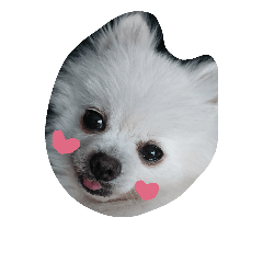 [LINEスタンプ] POMERANIAN's/