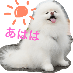 [LINEスタンプ] ポメラニアン雪丸2
