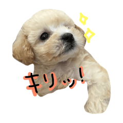 [LINEスタンプ] わがままティンバくん